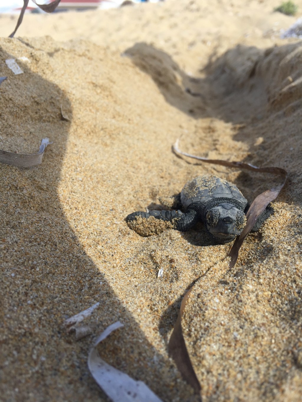 Wildlife Sense Project –&nbsp;Kefalonia