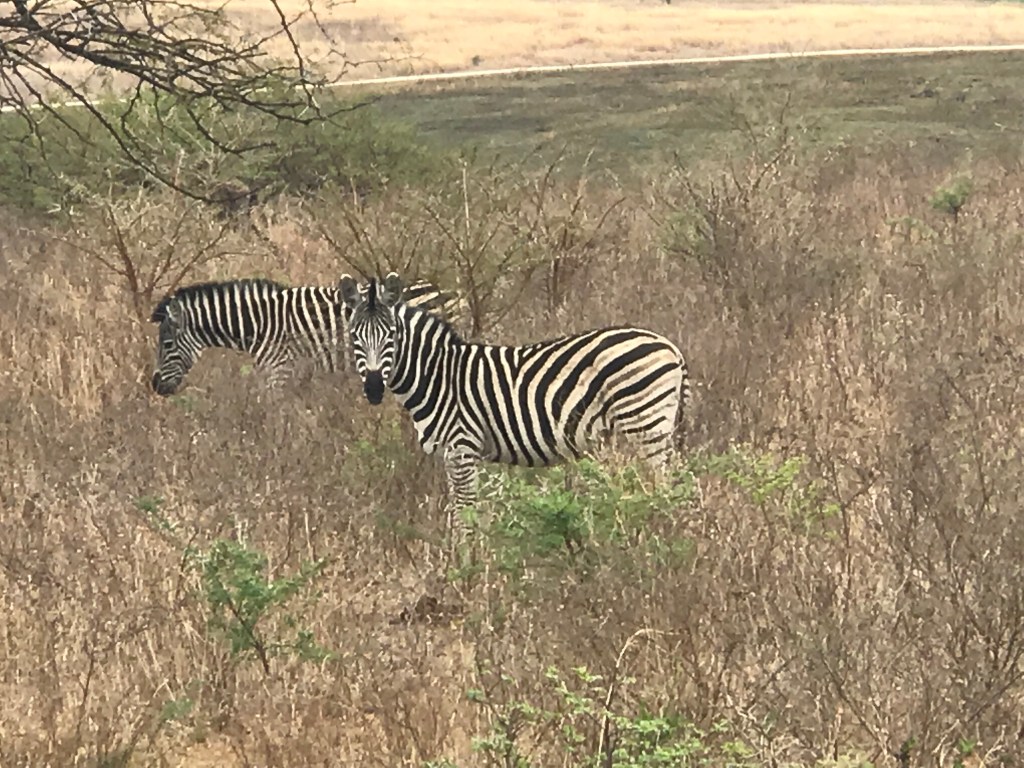 Zebra